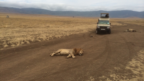 Africa Safari
