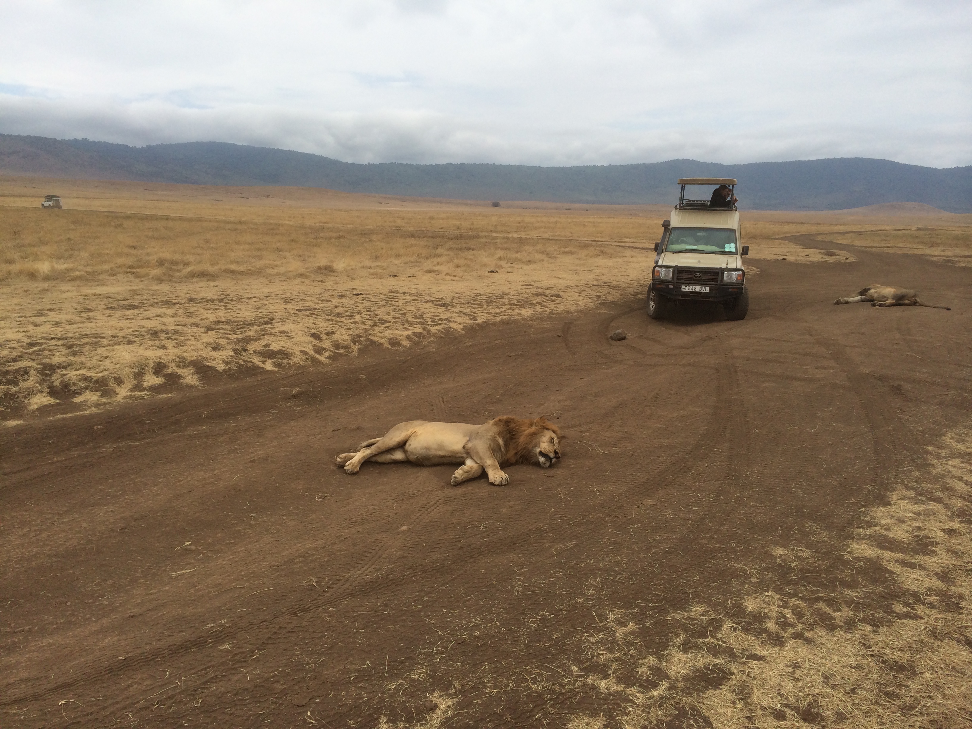 Africa Safari