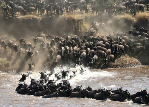 The Great Migration between Kenya and Tanzania